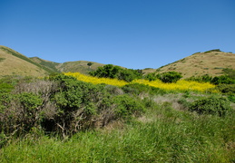 wildflowers in the hills